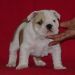 chiots bouledogues anglais